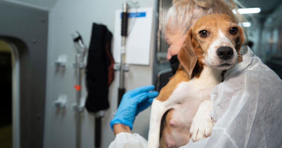 Dr. Oz's experiments killing hundreds of dogs shed light on a terrible  practice