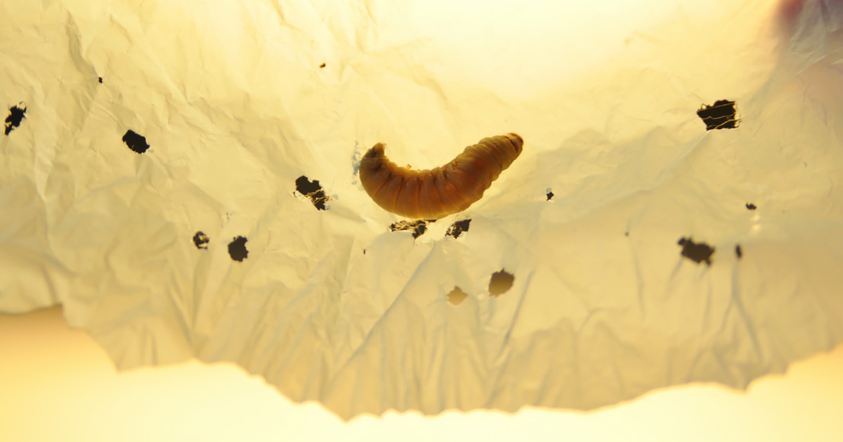 Wax Worms Destroy Beeswax, BUT What if 