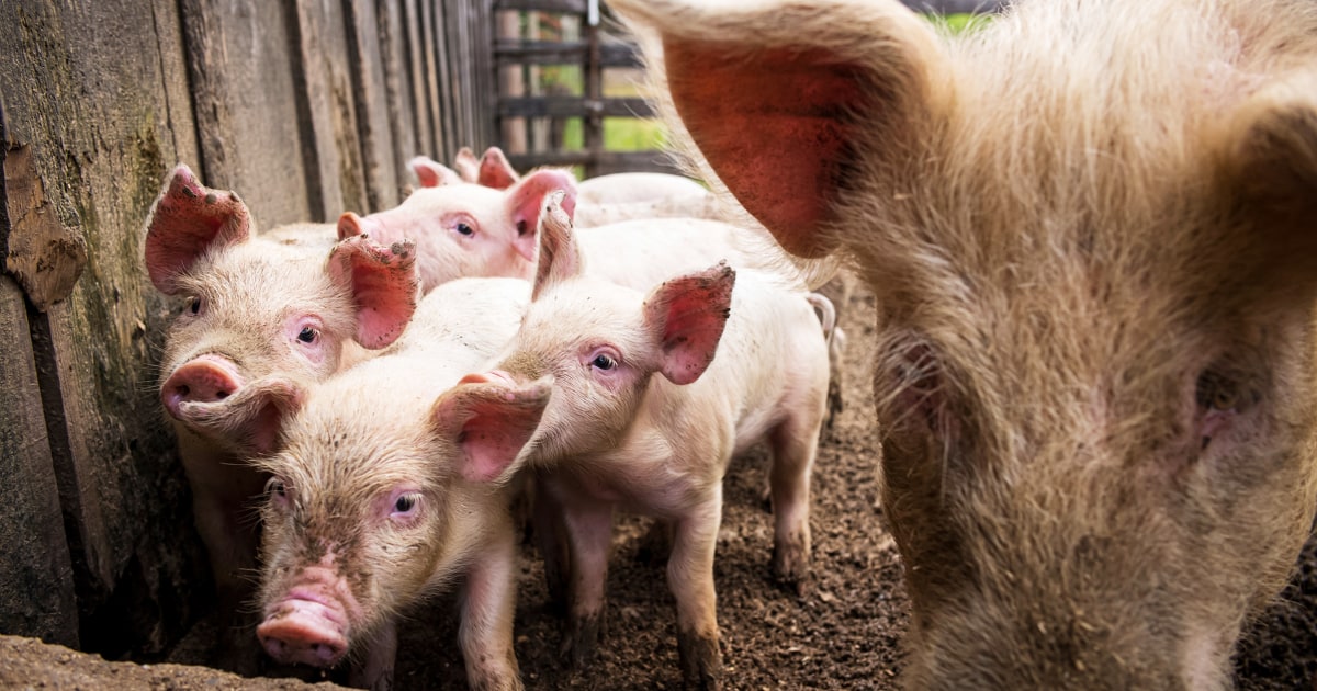 Supreme Court considers pork industry challenge to California animal welfare law