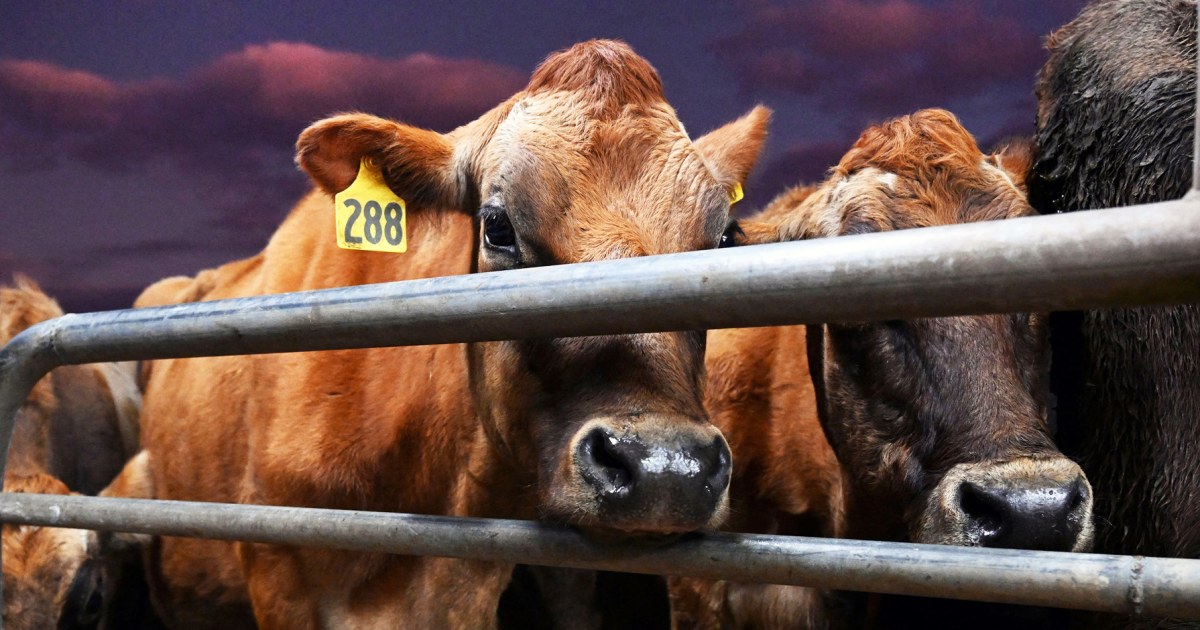 Policosanol (Triacontanol) manufacturer Policosanol (Triacontanol) manufacturer