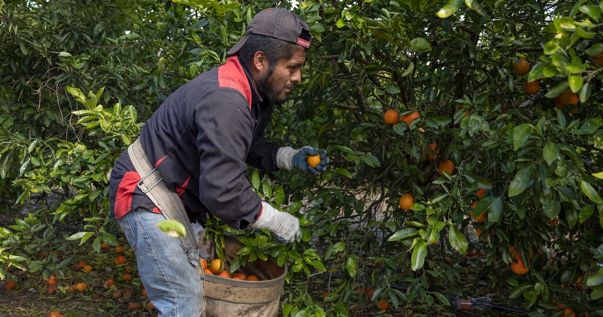 Orange juice price hikes likely due to orange crop shortage