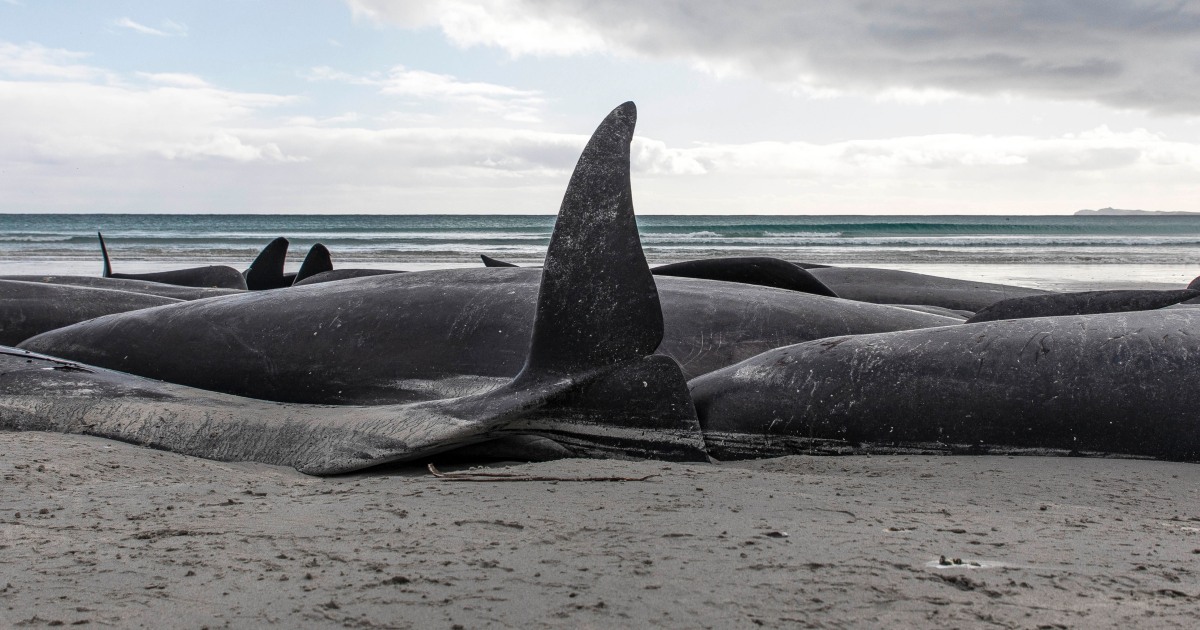 477 pilot whales die, beached on remote New Zealand beaches