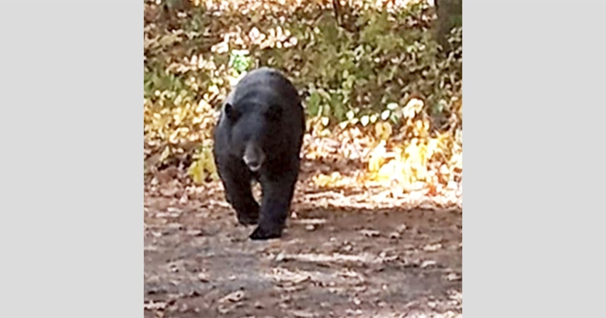 New Jersey suburb gets visit from black bear