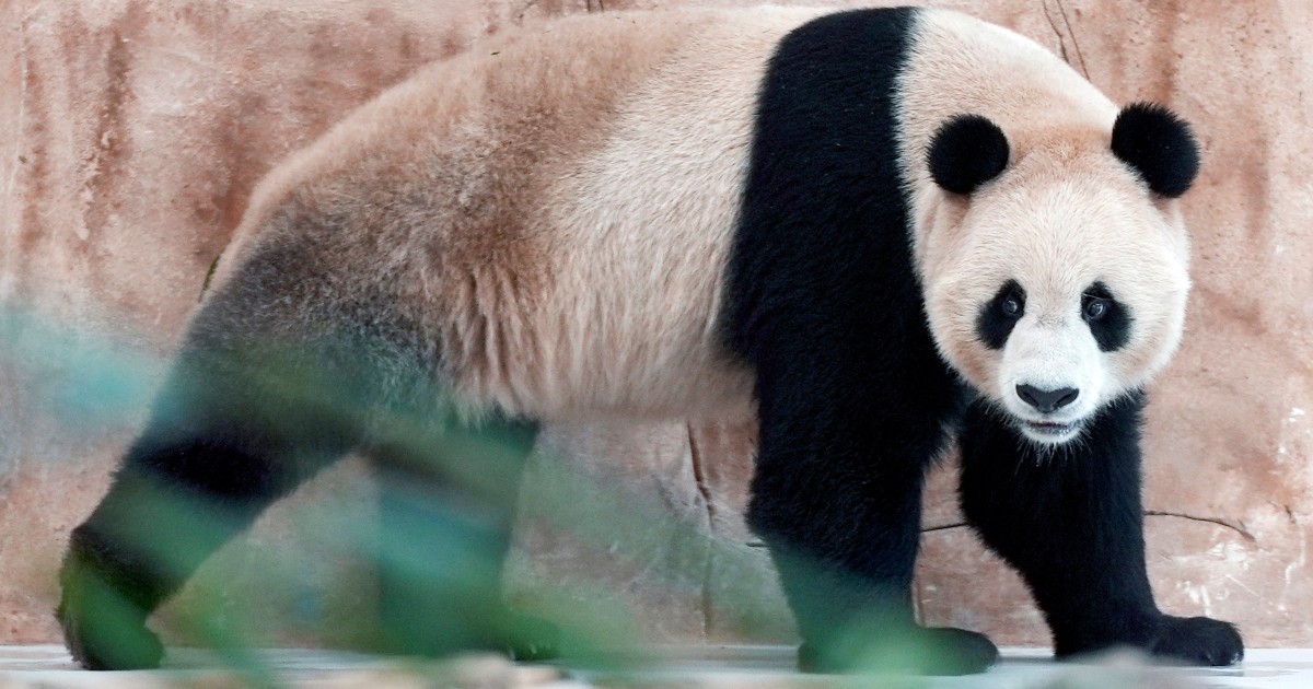 china-brings-panda-diplomacy-to-middle-east-with-gift-to-qatar