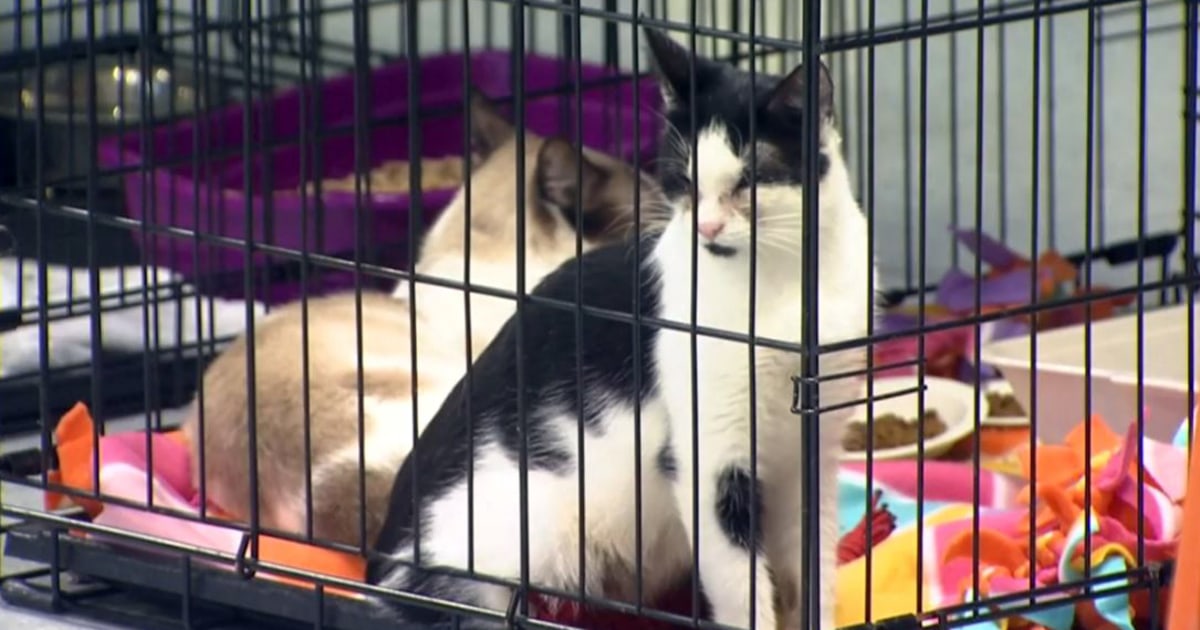 Three adults arrested on charges of 100 counts of animal cruelty after  hoarding more than 200 cats, police say