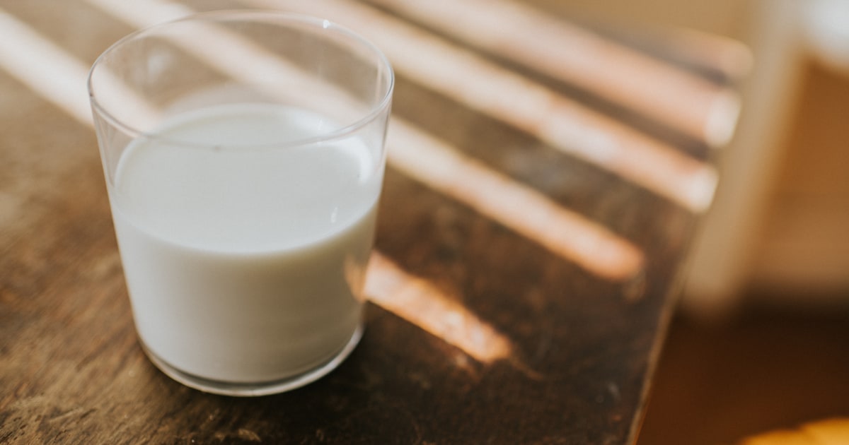 The first humans to drink milk were lactose intolerant. Why did they