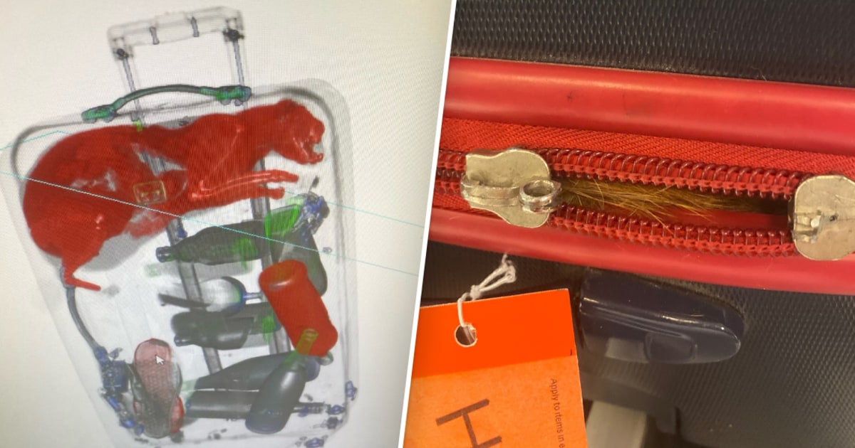 An X-ray shows a live cat stuck in checked luggage at JFK airport