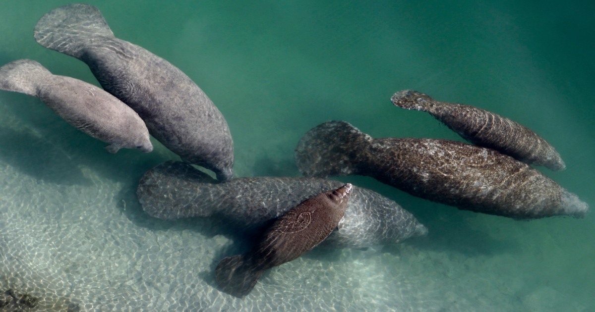 Endangered status sought for manatees as hundreds starve