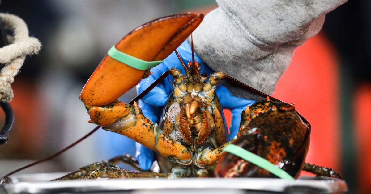 Whole Foods' decision to pull Maine lobster sparks outcry from state's elected officials and lobster industry