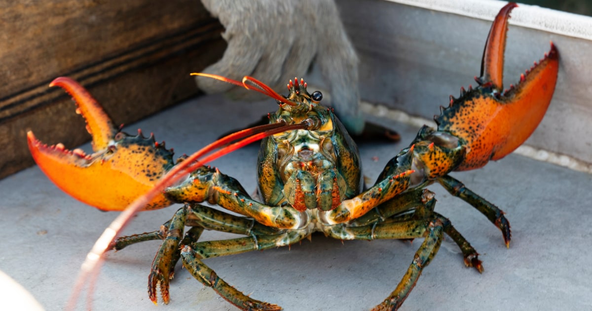 Biden State dinner serves up lobster a la controversy
