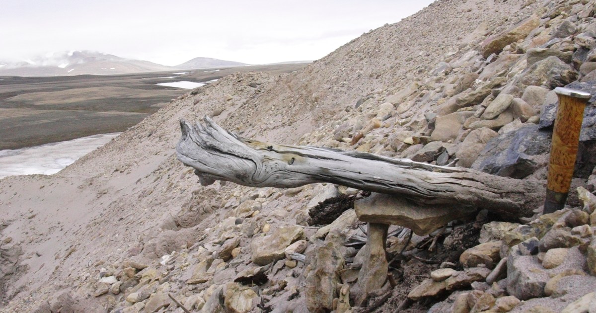 200만년 전 그린란드의 생명체를 밝히는 가장 오래된 DNA