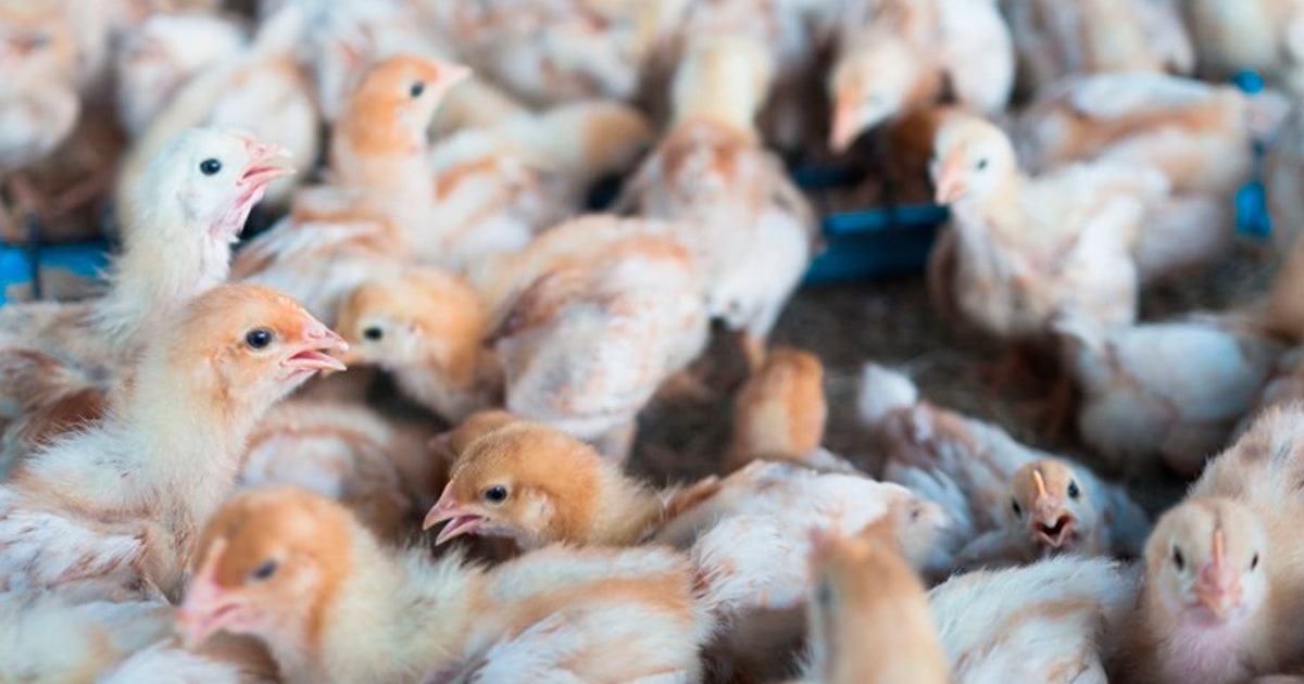 Gripe aviar: Matan a 1.8 millones de pollos enfermos en Nebraska