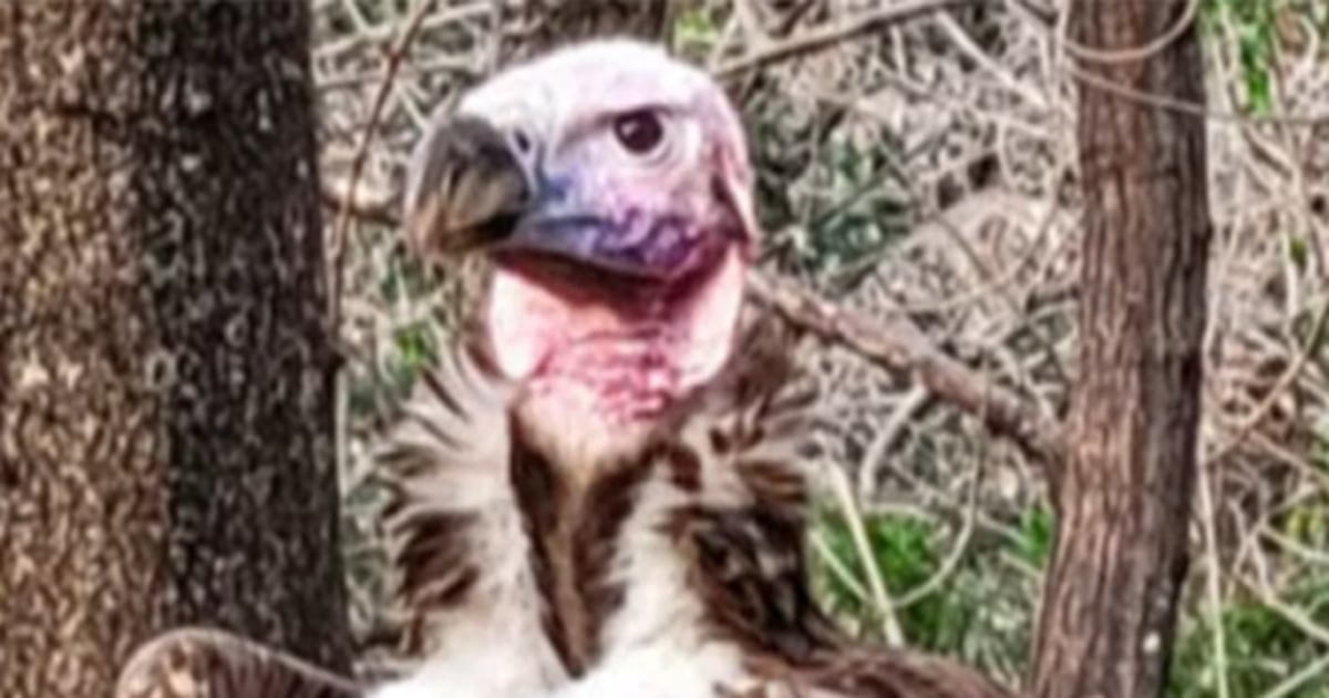 A Dead Vulture With An 'unusual Wound,' Other Suspicious Incidents Rock ...