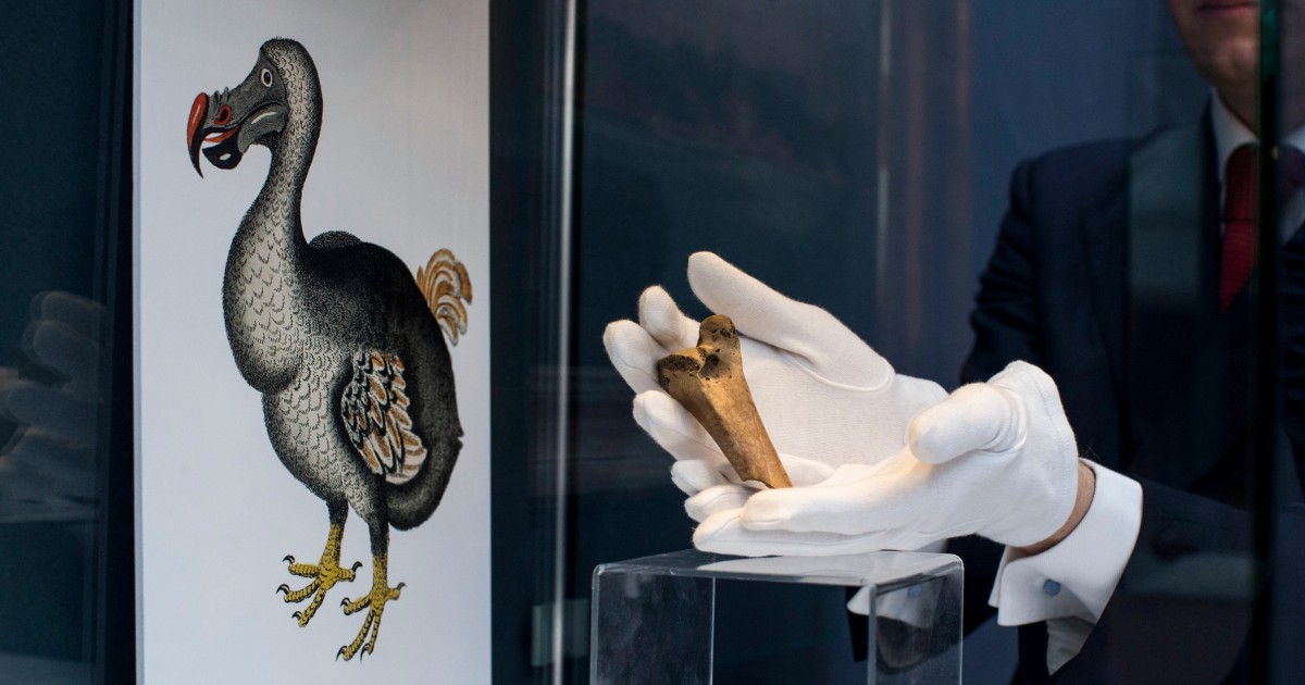 Bring back the dodo bird? Ambitious plan draws investors, critics