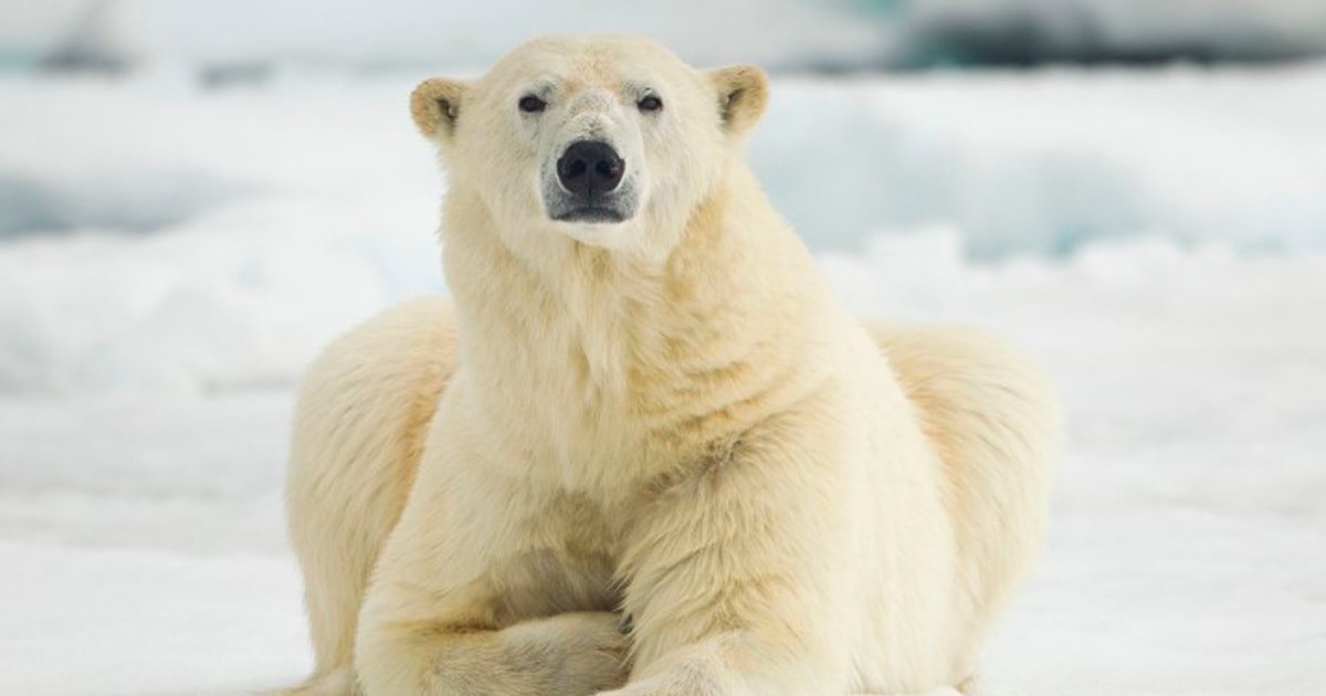 La supervivencia del oso polar en jaque por el cambio climático - EFEverde