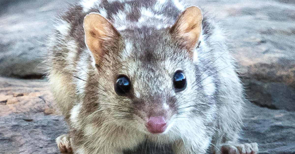 Sex drive and lack of sleep may be killing endangered quolls