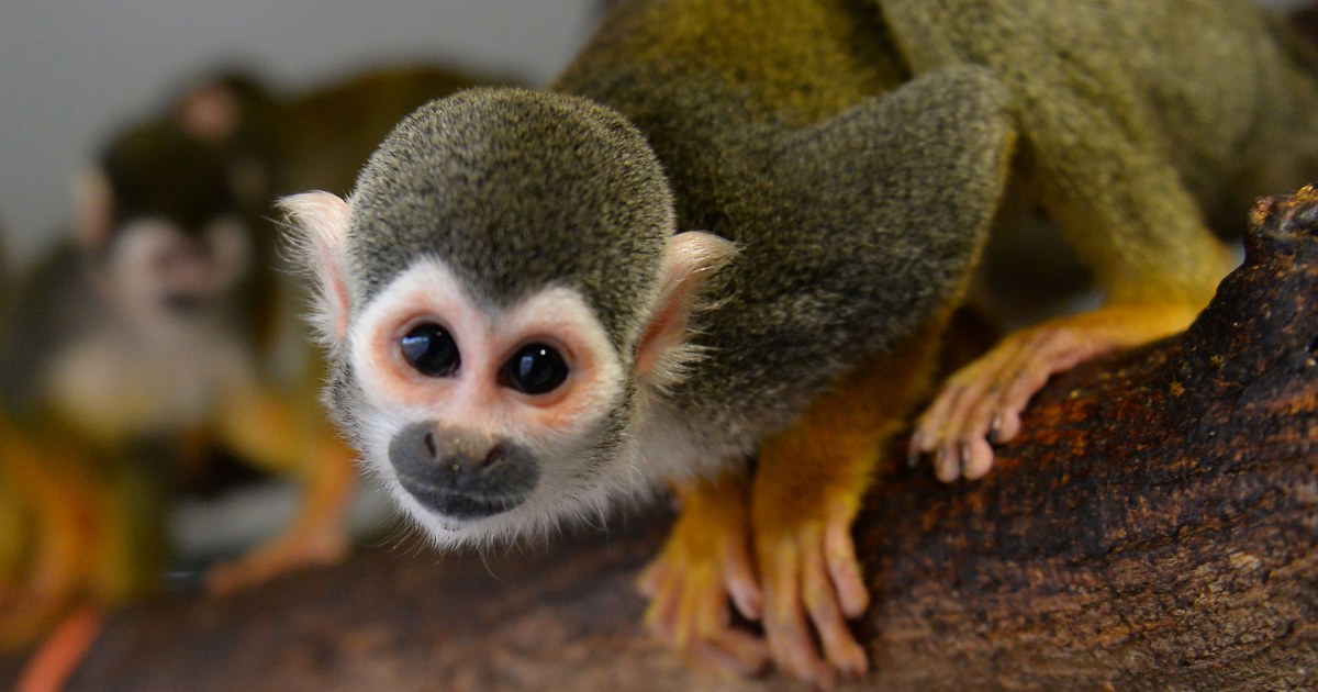 A dozen squirrel monkeys were stolen from a Louisiana zoo, officials say