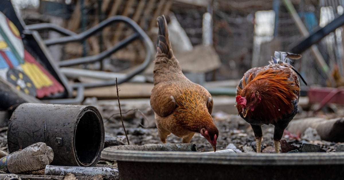 As bird flu spreads to minks, sea lions and other mammals, scientists are on alert for dangerous mutations