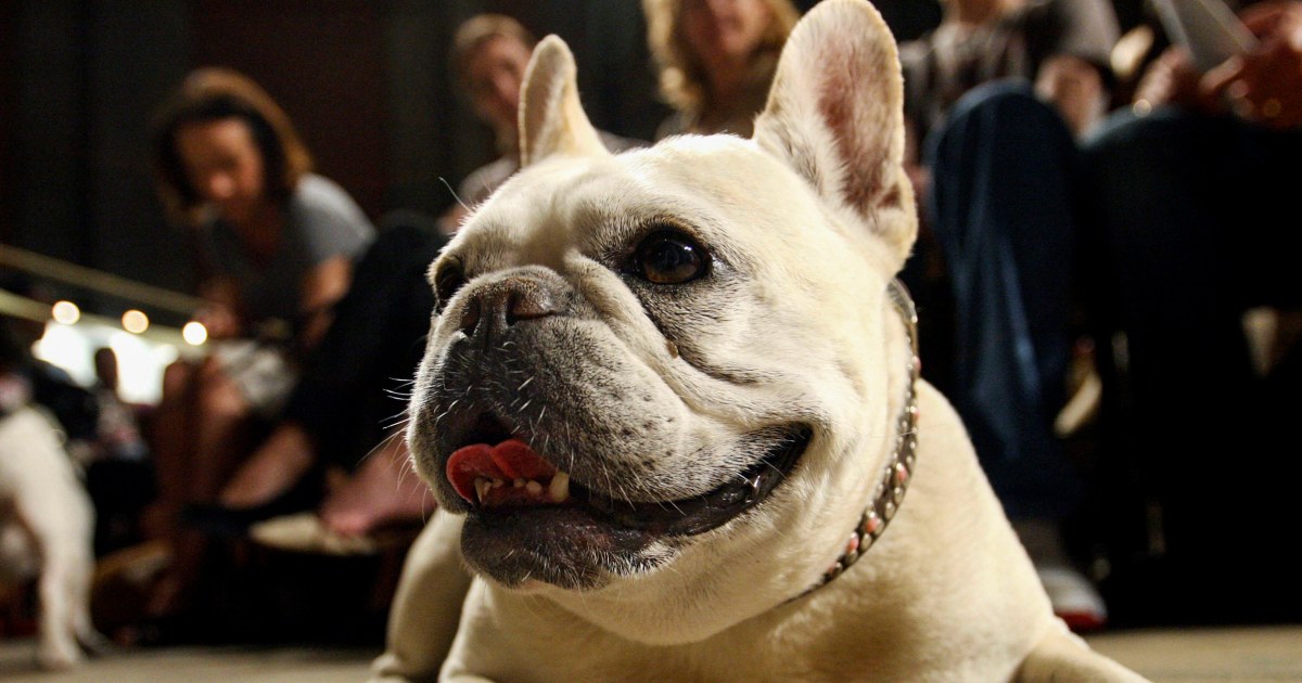 A fetching new title for French bulldogs: America's favorite dog breed