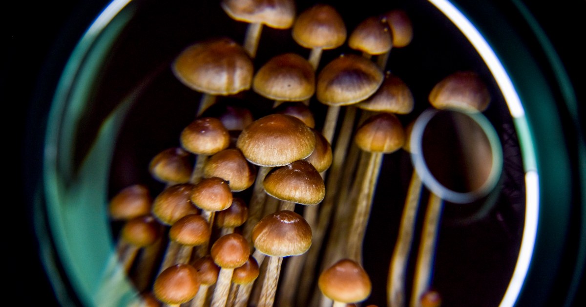 Candidates who support psychedelics as medication get a political motion committee