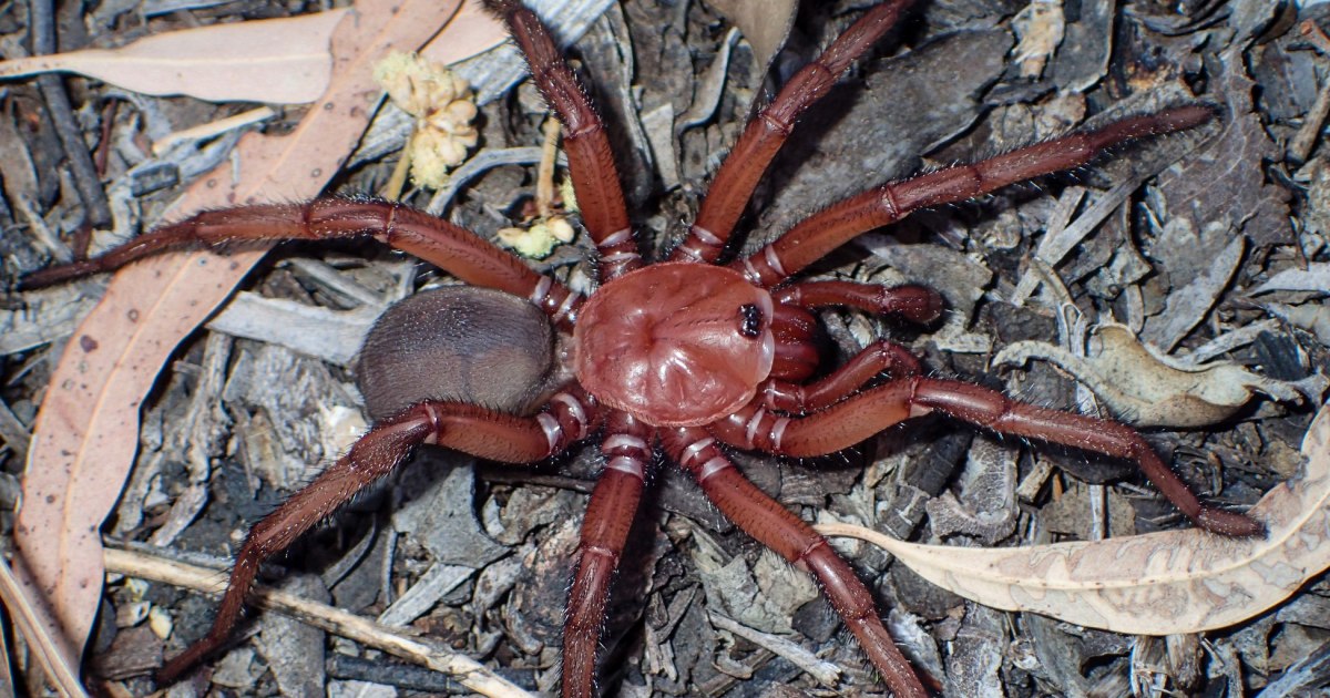 Super-sized trapdoor spider discovered in Australia