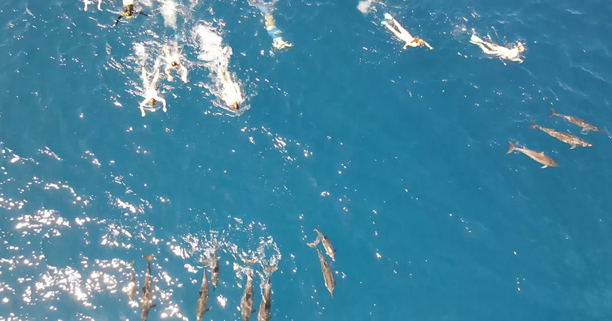 Drone video captures swimmers harassing wild dolphins in Hawaii, officials say