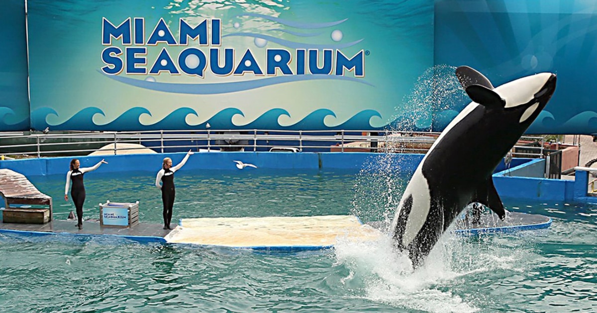 Окръгът прекратява договора за наем с Miami Seaquarium след съмнение за безопасността на животните