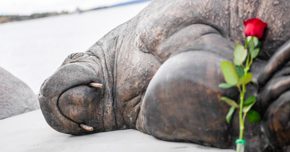 Escultura de tamaño natural de Freya, la morsa sacrificada, revelada en Noruega