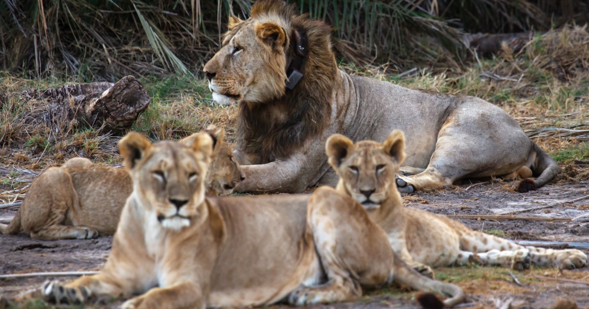 10 lions killed in Kenya, including one of the country’s oldest, as human-wildlife conflict escalates