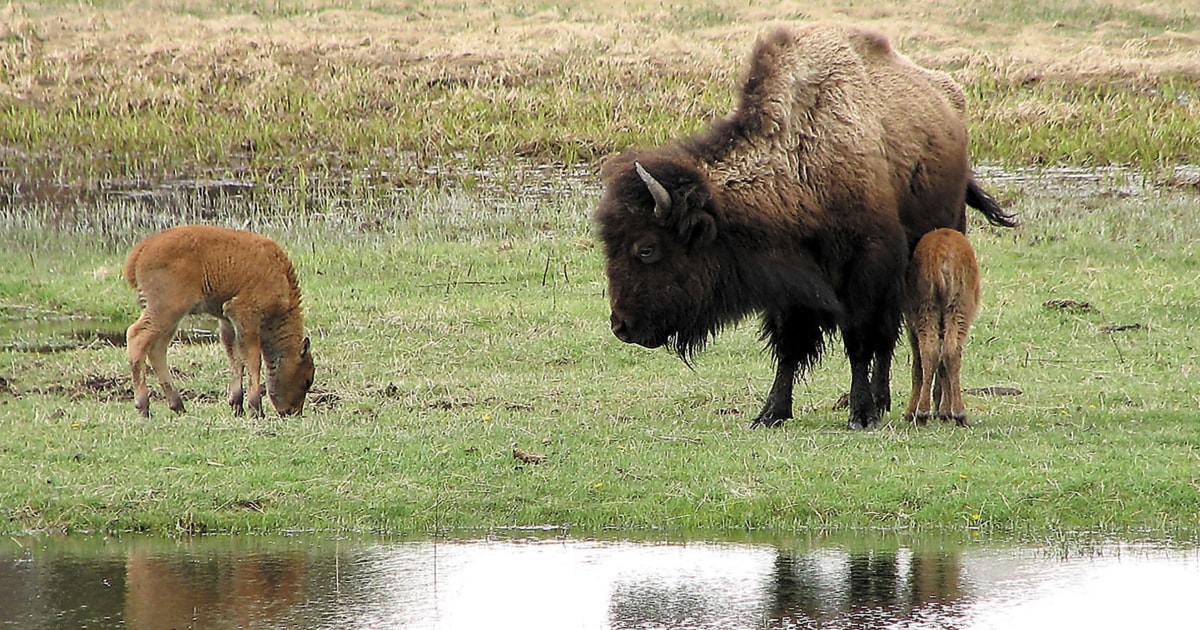 Hombre hawaiano se declara culpable y multado después de la muerte de un bisonte de Yellowstone