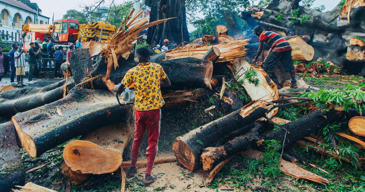 Le Cotton Tree historique de la Sierra Leone tombe dans la tempête