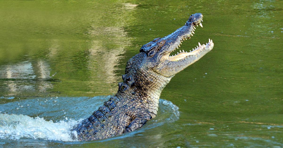 Australian man frees his head from the jaws of a crocodile after he's attacked while snorkeling