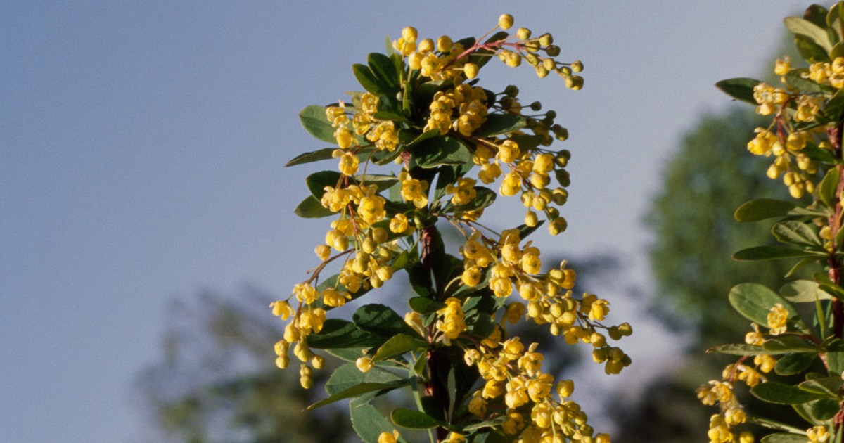 What is berberine, the supplement dubbed ‘nature’s Ozempic’?