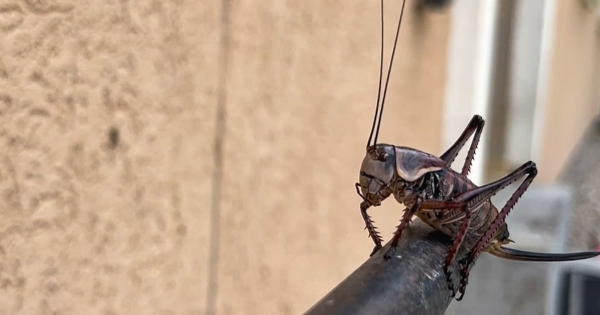 TikTok videos of Mormon crickets wreaking havoc on Nevada homes are