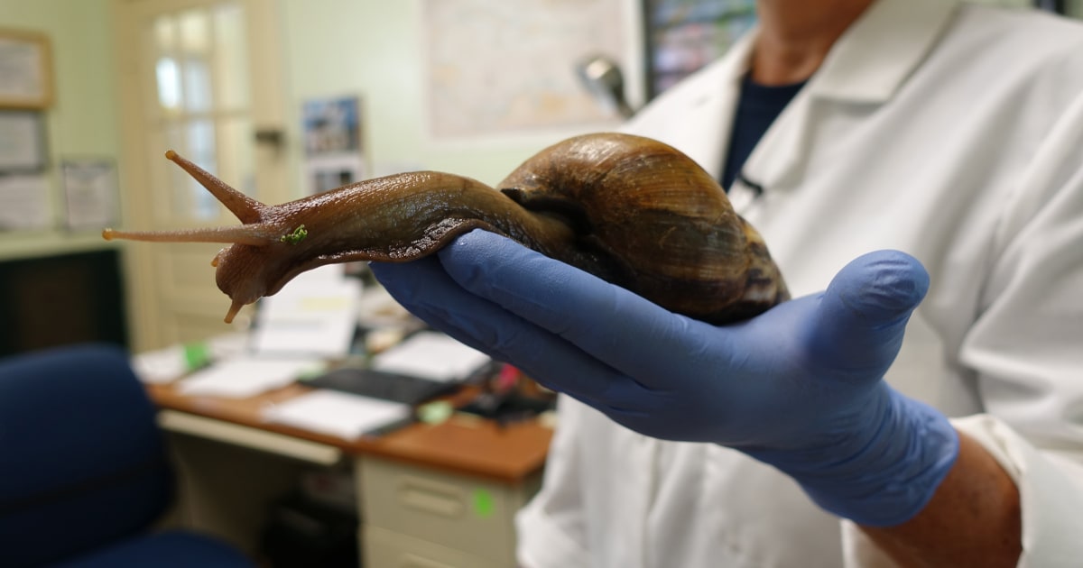 Giant African land snail spotted in Florida, forcing quarantine in parts of county