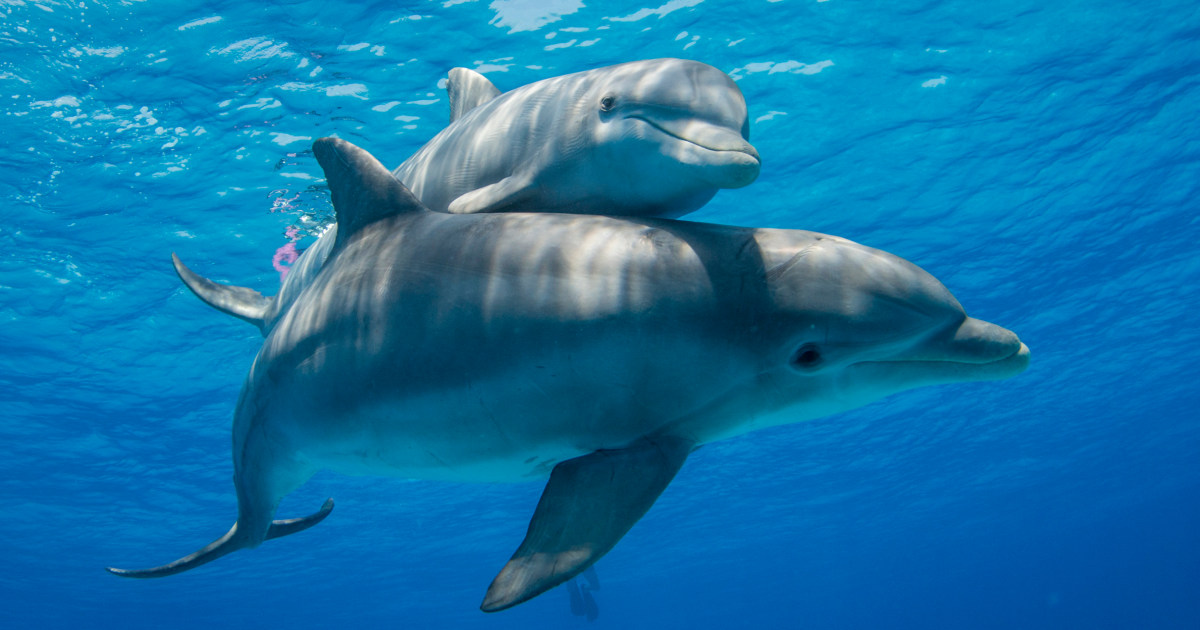 Dolphin moms use ‘baby talk’ with their newborns, research shows