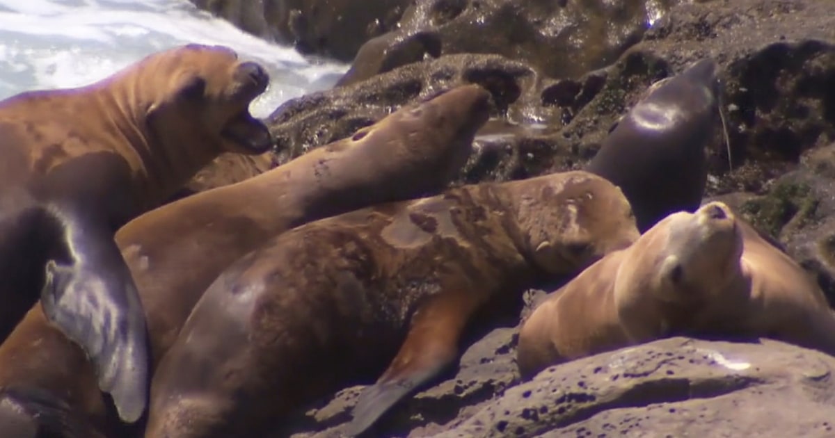 Sea lions aren’t acting like themselves, are more aggressive because of algae bloom in California