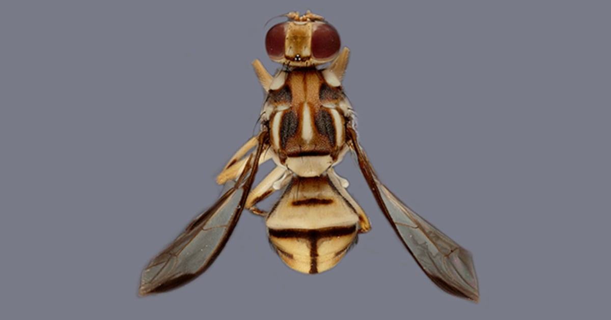 Fruit Fly (Family Drosophilidae) – Field Station