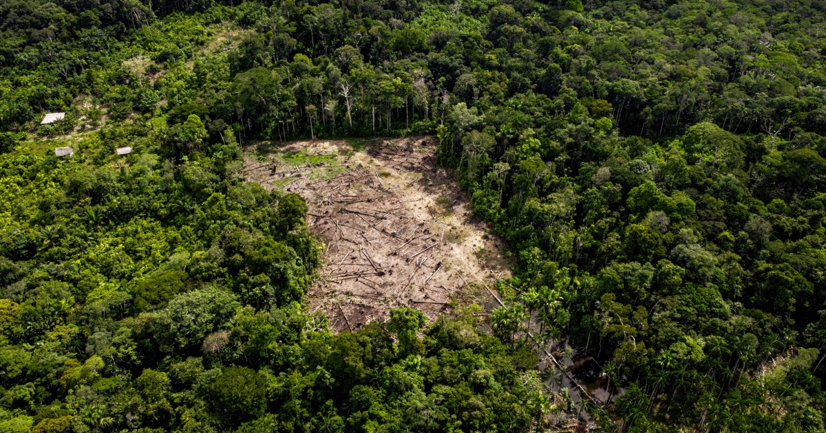 nations won't be stopping deforestation by 2030