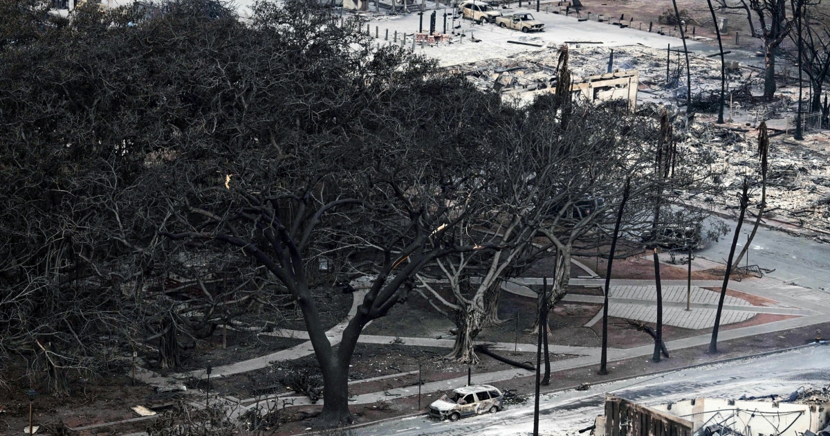 Lahaina banyan tree emerges as charred but still standing in sign of hope, locals say