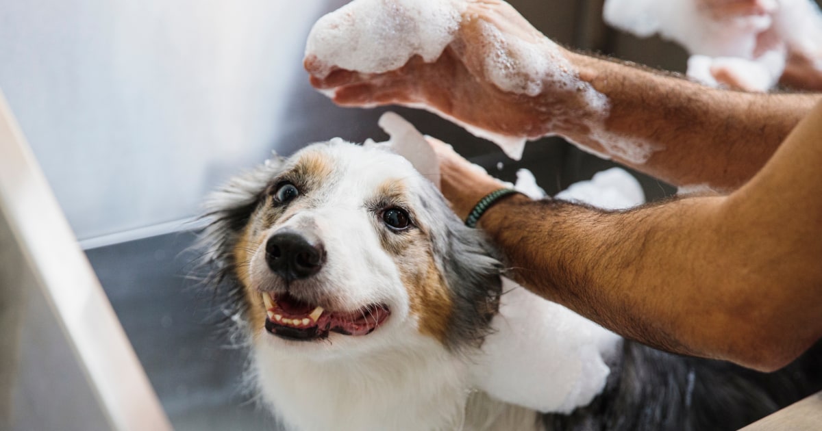 10 best dog shampoos of 2023, according to experts