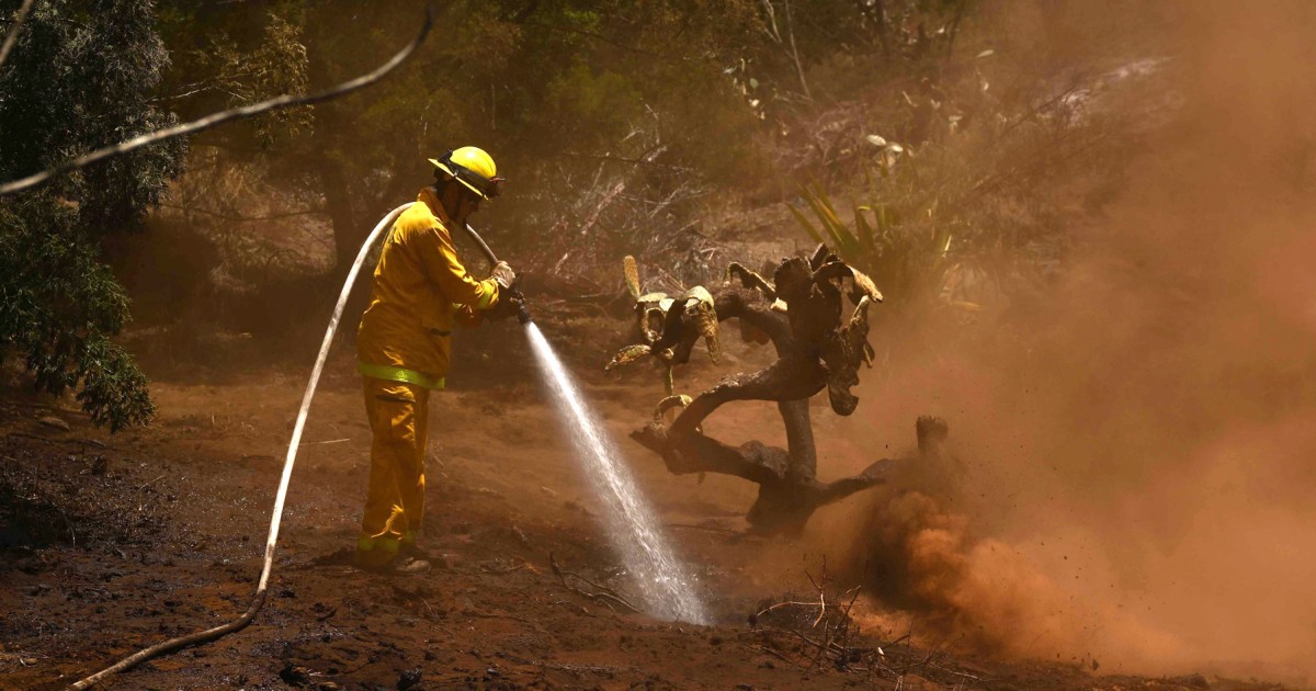 Dibiarkan, rumput non-asli Maui berubah menjadi bahan bakar untuk kebakaran hutan