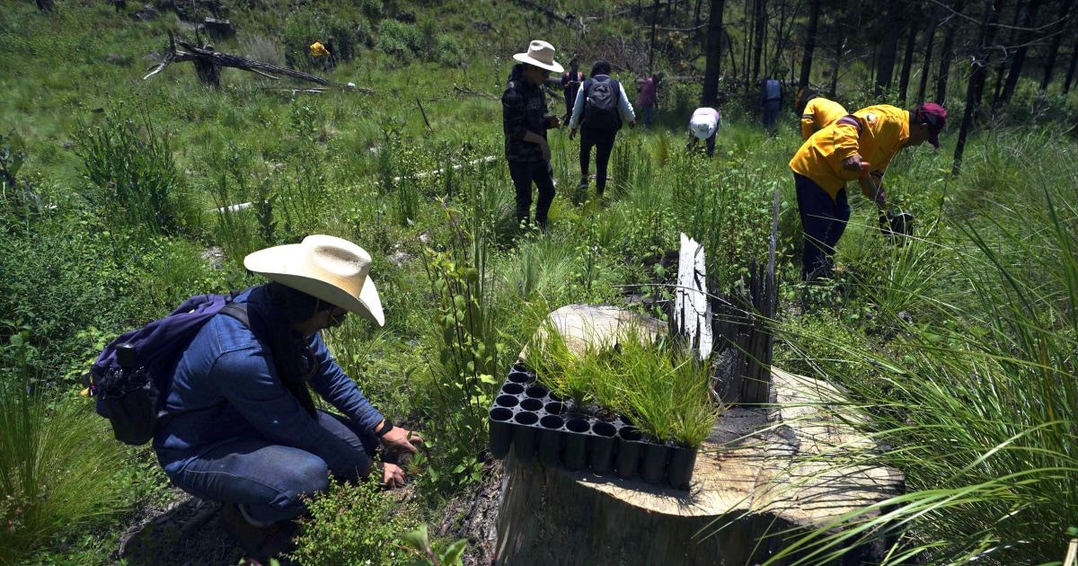L’exploitation forestière illégale pèse lourdement sur les forêts cruciales de Mexico