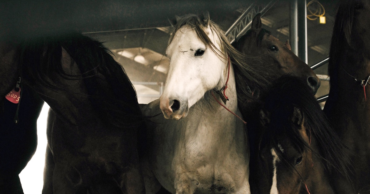 Wild Horses Put Up For Adoption By The Government End Up At Risk For wild-horses-put-up-for-adoption-by-the-government-end-up-at-risk-for