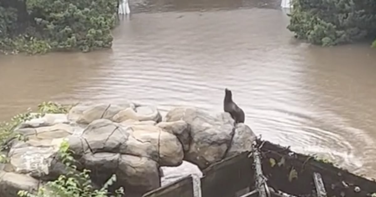 Banjir memungkinkan singa laut di Kebun Binatang Central Park berenang bebas sebentar