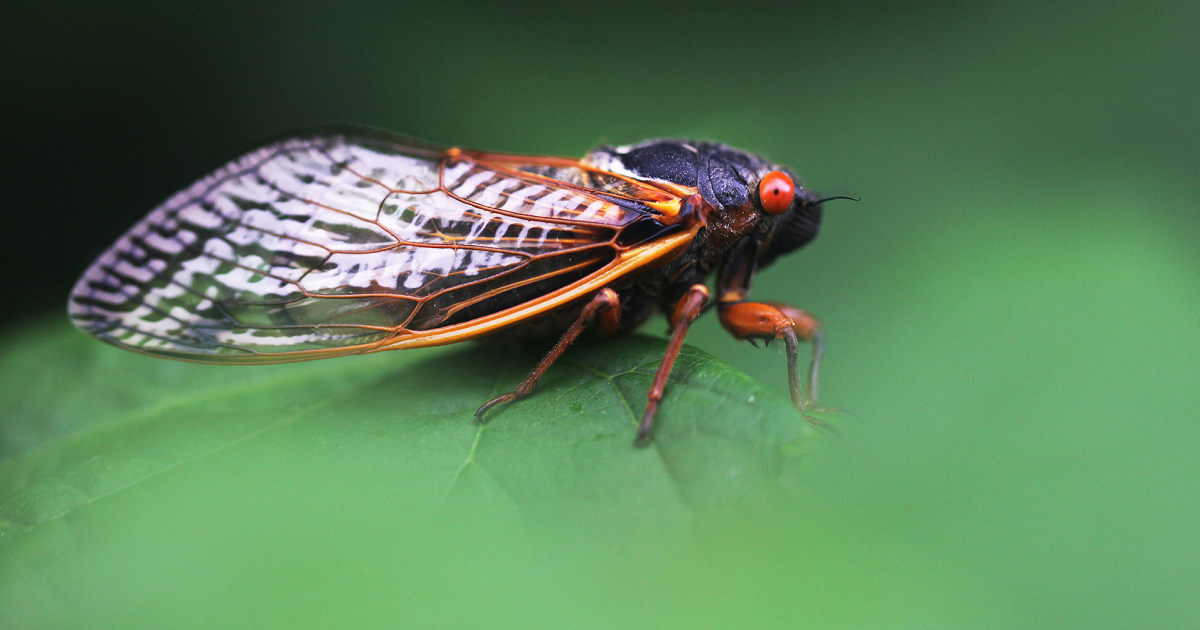 Милиарди цикади ще се появят в САЩ тази година в рядко събитие с двойно размножаване