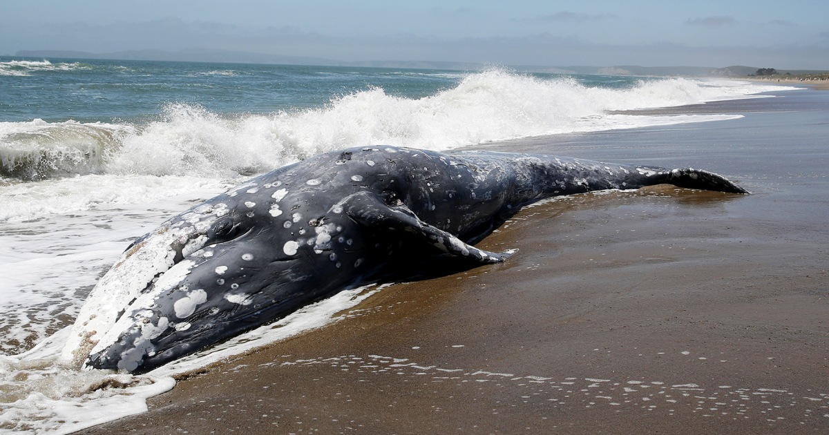 Why hundreds of gray whales have washed up dead since 2019