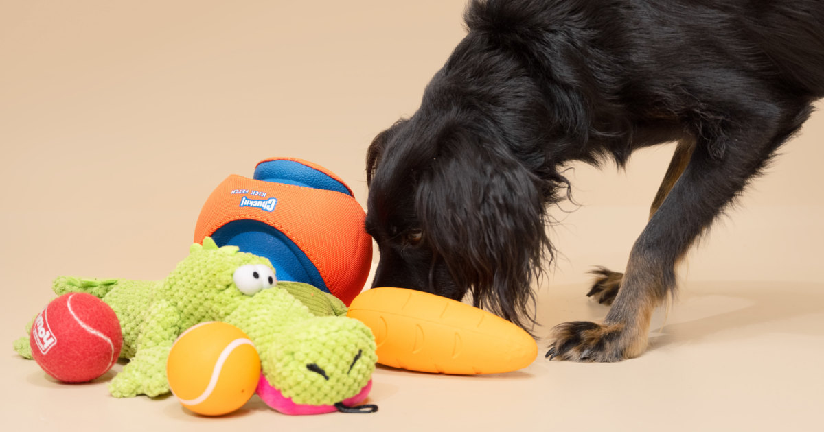 The 21 Best Dog Toys of 2024