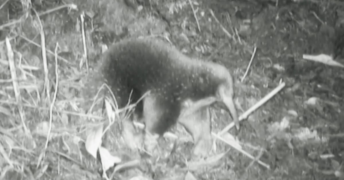The endangered mammal laying eggs has been seen for the first time in more than 60 years