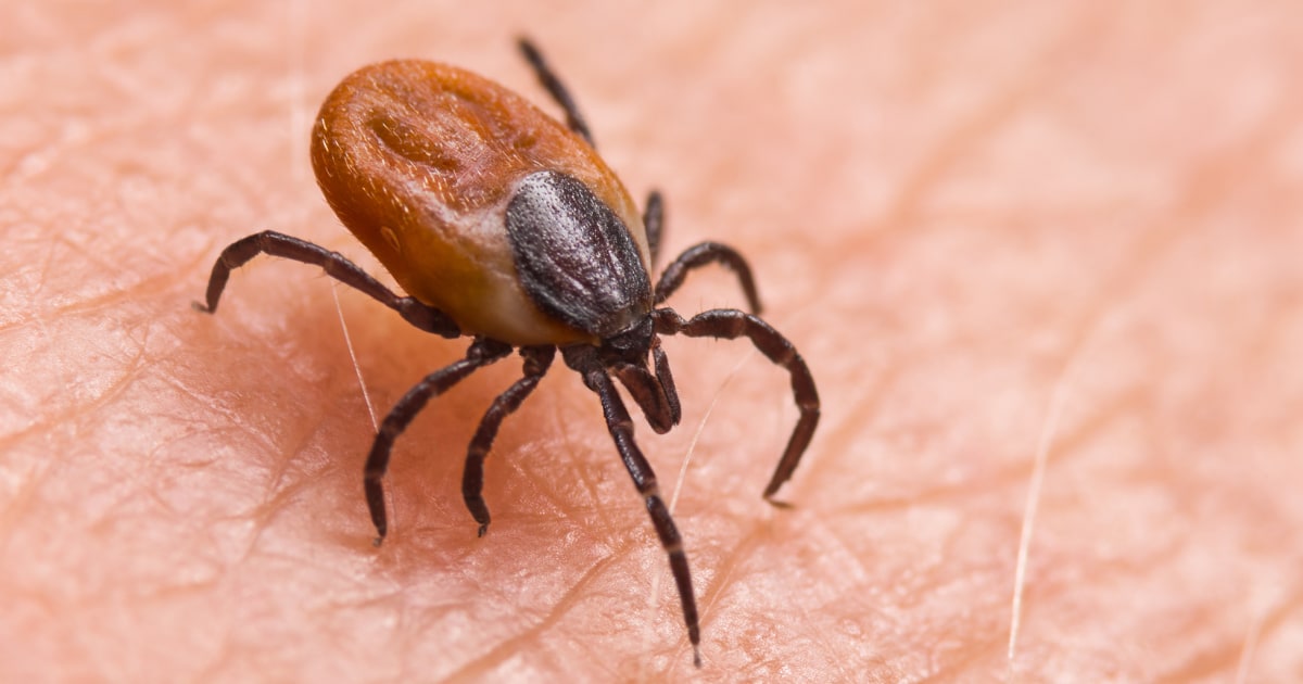 Warmer winters mean ticks crawling and biting all year